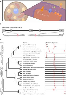 Alternative Polyadenylation and Differential Regulation of Ucp1: Implications for Brown Adipose Tissue Thermogenesis Across Species